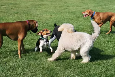 dogs at a dog park