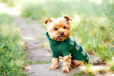 dog in a sweater