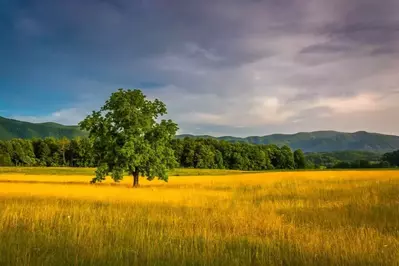 a field in Cades Cove bathed in golden afternoon sunlight