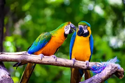 A couple parrots talking on a branch.