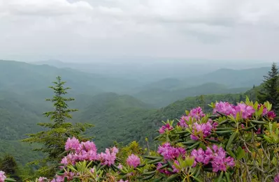 Beautiful wildflowers and the Great Smoky Mountains.