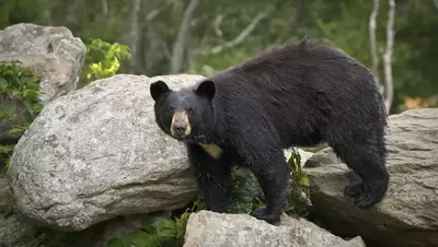 A large black bear in the Great Smoky Mountains National Park.