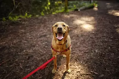 smiling dog on trail