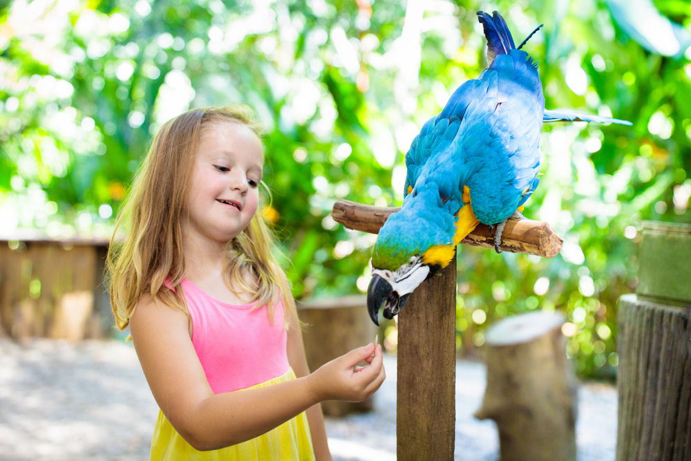 girl feeding a parrot