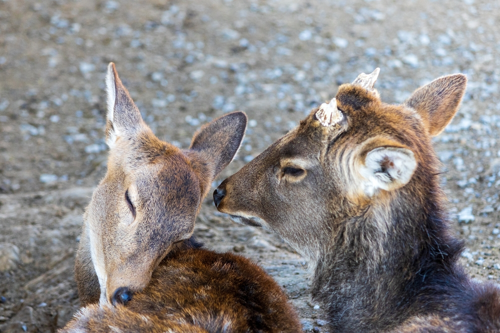 two deer at Smoky Mountain Deer Farm