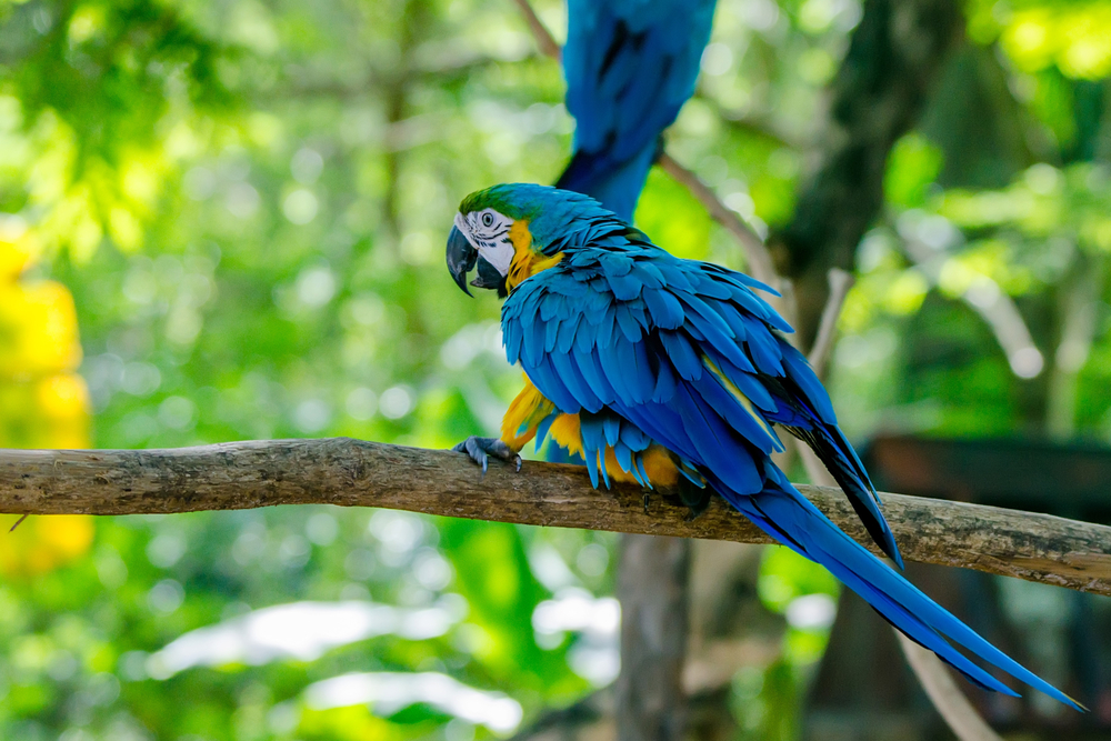 two blue-and-yellow macaws perched on tree limbs