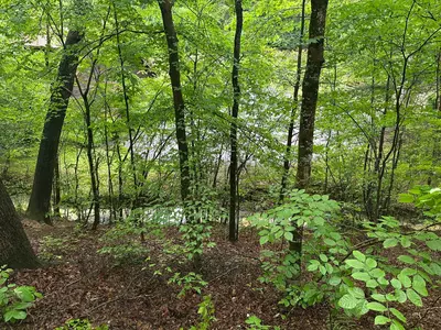 ER43 - Tulip Tree 29