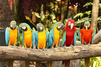 parrot mountain and gardens is one of the top unique things to do in Pigeon Forge