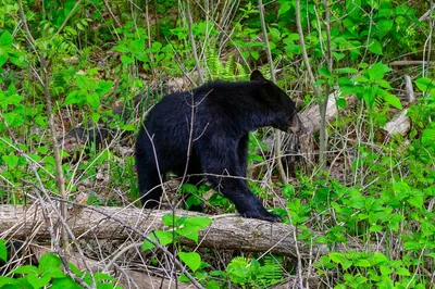 Roaring Fork Motor Nature Trail is home to Smoky Mountain wildlife like bears