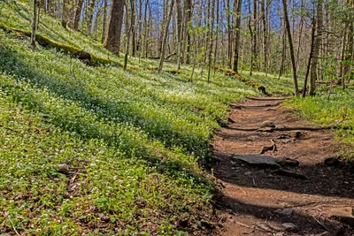 porters creek trail is one of the best hiking trails in the Smokies