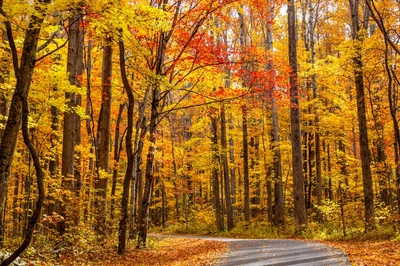 roaring fork motor nature trail is one of the top scenic drives in the smoky mountains during fall