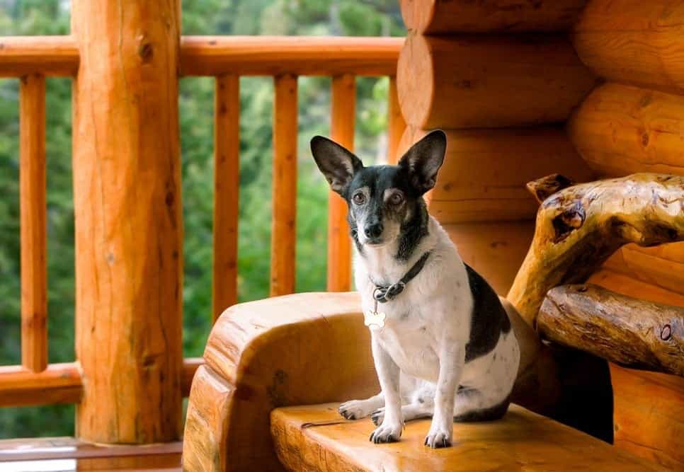 A dog sitting on the porch of a log cabin.