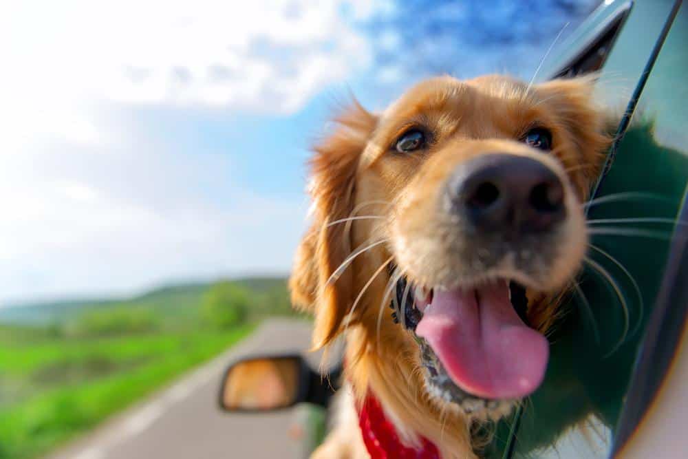 Pet traveling on vacation