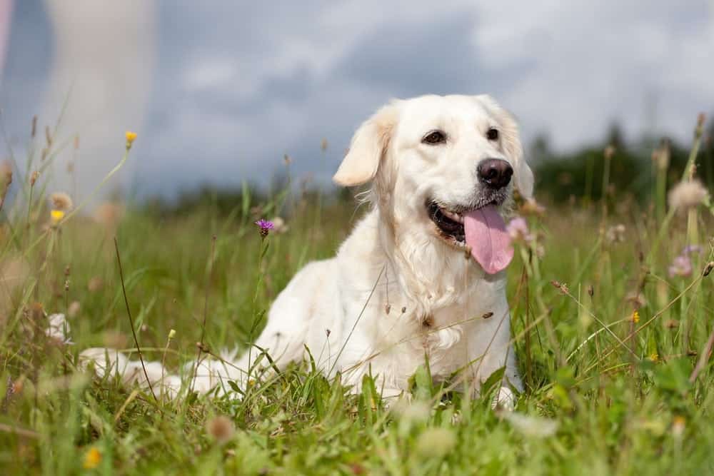 yellow lab lying in field with wildflowers