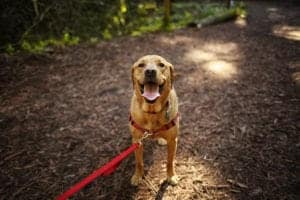 dog friendly hiking trail
