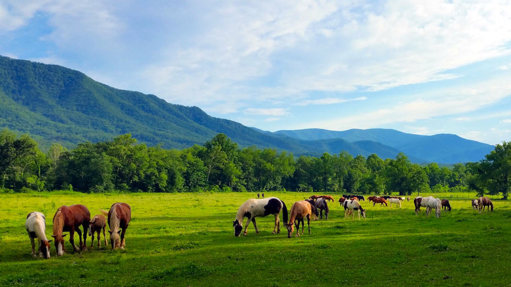 horses in the smoky mountains