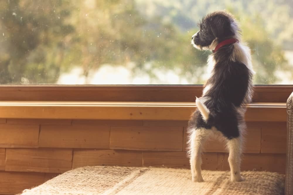 puppy looking out a window of a cabin