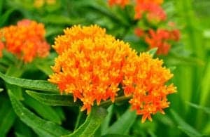 butterfly weed in the smoky mountains
