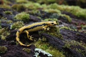 black and yellow salamander