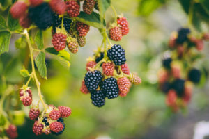 blackberries in wild