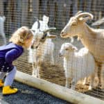 little girl with goats at petting zoo