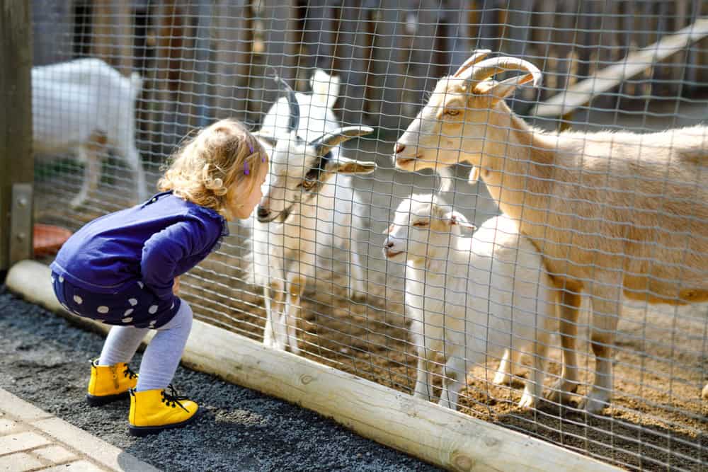 The Top 4 Things to Do in Pigeon Forge with Kids Who Love Animals